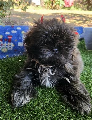 Beautiful Shih Tzu puppie