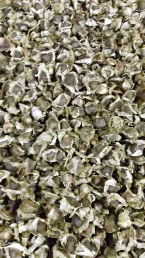 Moringa seed for sale