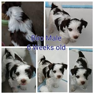 Biro yorkshire terrier