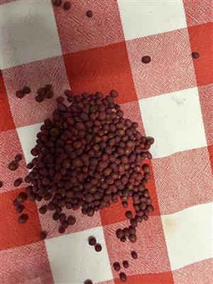 Agricol Vetch Common Timok 25kg bags for sale
