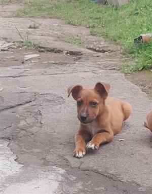 German sherperd x labardor 