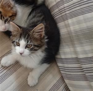 Mainecoon kitten