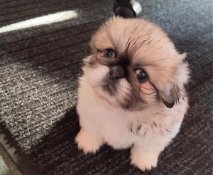 Pekingese puppies for sale 