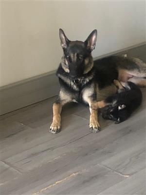  German Shepherd Puppies Looking for Loving New Homes 