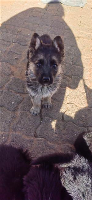 German shepherd for sale