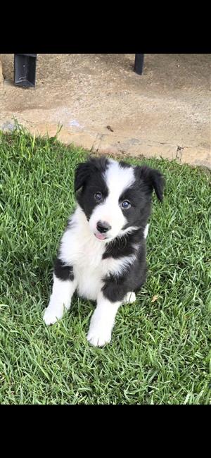 Border Collie puppies