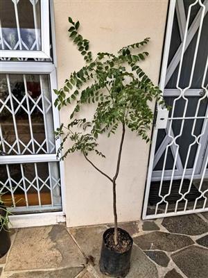 Tall, Established, Mature Healthy Curry Leaf trees
