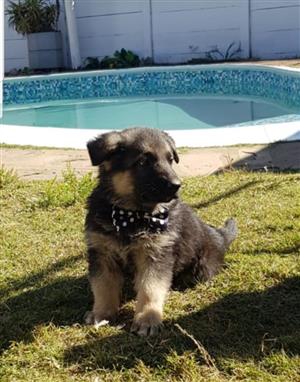 German Shepherd Puppies 