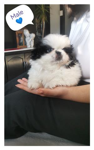 Pekingese pup- male