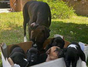 Boxer Puppies