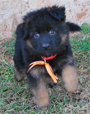 German Shepherd Puppies - GSD puppies