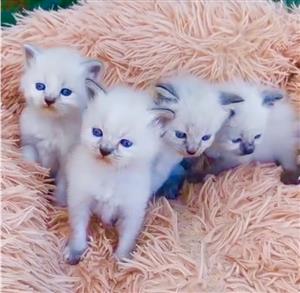 Ragdoll kittens 