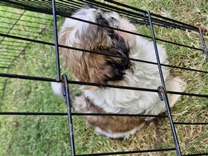 Shih Tzu Puppy female