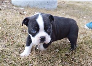 We have bonton terrier pups for sale