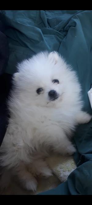 Pure bred Toypom /POMERANIANS 
