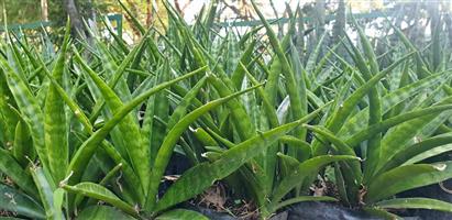 Sansevieria snakeplant