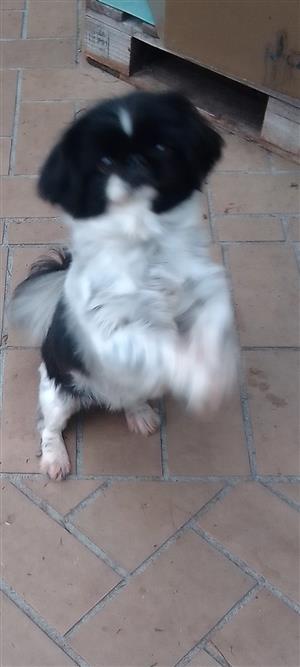 Pekingese female for sale 