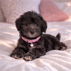 Beautiful Yorkie Female