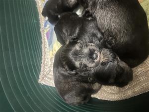 Miniature Schnauzer puppies