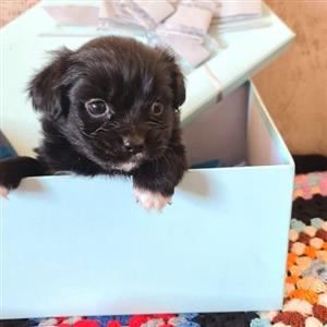 Miniature pekingese X Yorkie 