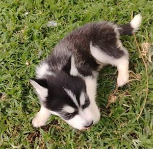 Husky x Collie Puppies