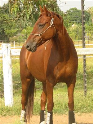 Registered Boerperd mare