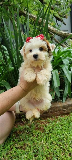 Gorgeous yorkshire terrier babies available (males) 