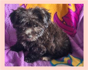 Morkie pups