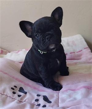 Female Frenchies puppies available 