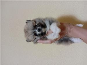 Pomeranian puppies(registered bloodlines)