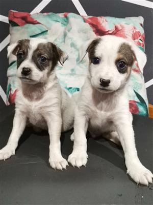 Lovely jack Russell puppies 