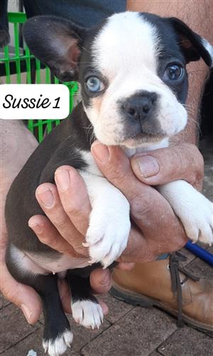 FRENCHTONS PUPS IN BRONKHORSTSPRUIT, GAUTENG