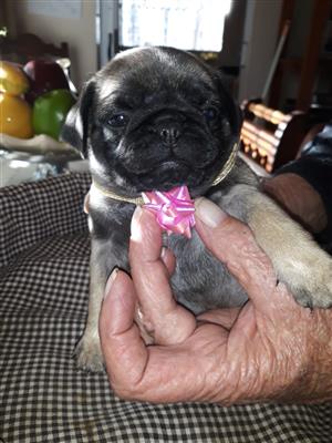 Fawn Pugs For Sale