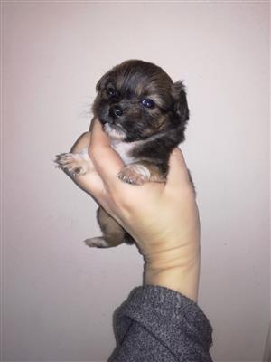 Morkie pups available