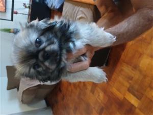 Pekingese puppies