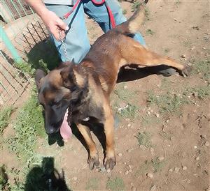 Malinois male for sale