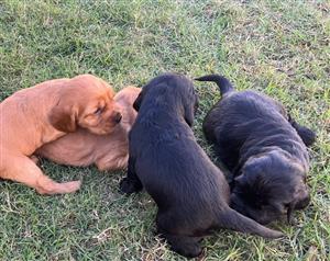 Cocker Spaniel Puppies (Black and Golden)