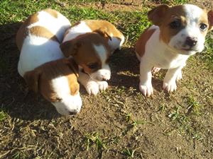 jack russel puppies. 8 weeks vaccinated and dewormed born 18 may 2022