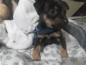 Minature pocket size Chihuahua xPincher