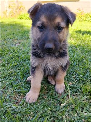 5week old German Sherpherd puppies.
