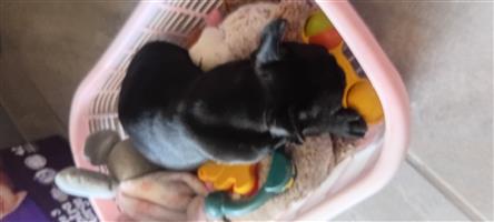 Frenchton male