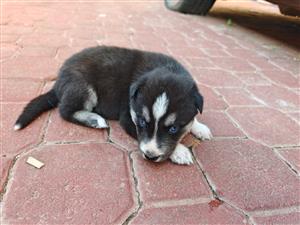 Siberian husky puppy's 