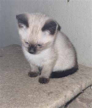 Siamese Kittens 