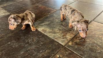 Minature Dashund