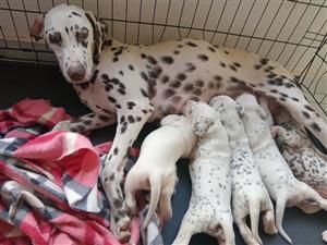 Dalmatian puppies