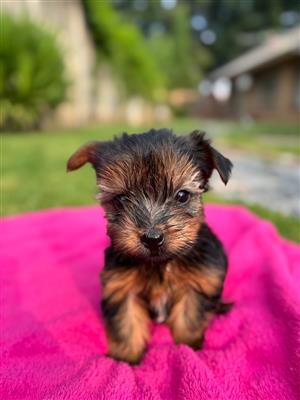 Miniature yorkie puppies 