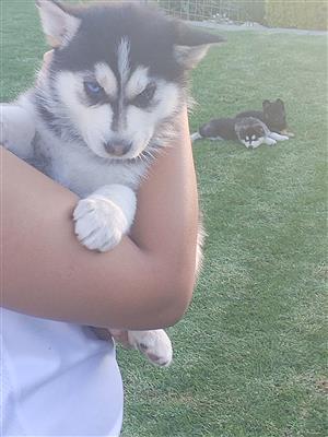 Husky puppies