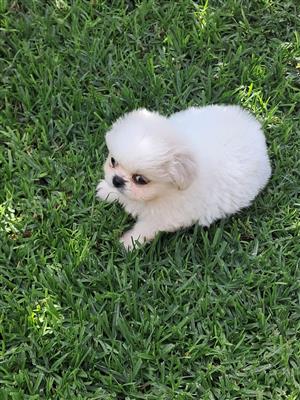 Pekingese puppies