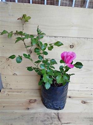 Beautiful pink climbing Rose 