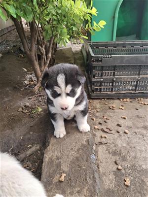 Pure husky